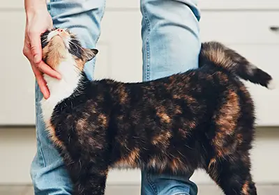 Jingle Bell Cat Collars