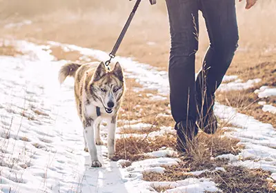 A dog on a winter walk