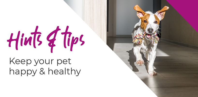 Managing your pets weight at home