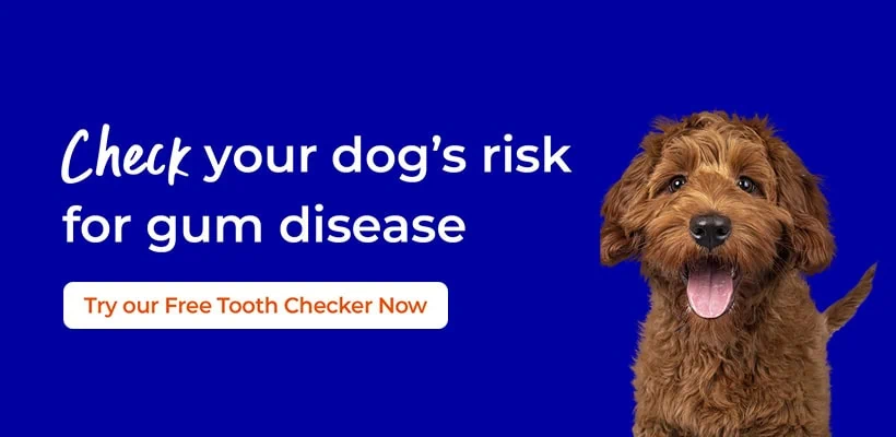Pet Dental Care