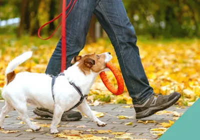 Walking your dog safely in autumn and winter