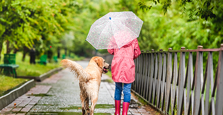 waling-dog-in-the-rain