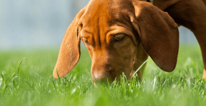 springtime-allergies-in-pets