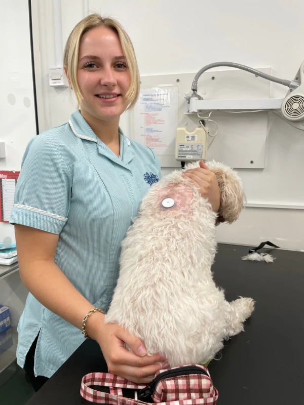 11 year old Lexie has new lease of life thanks to a diabetic monitor